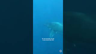 We were absolutely floored seeing a great white shark yesterday, both above and below the water.