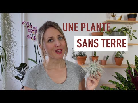 Vidéo: 3 façons de faire pousser des fleurs de beurre