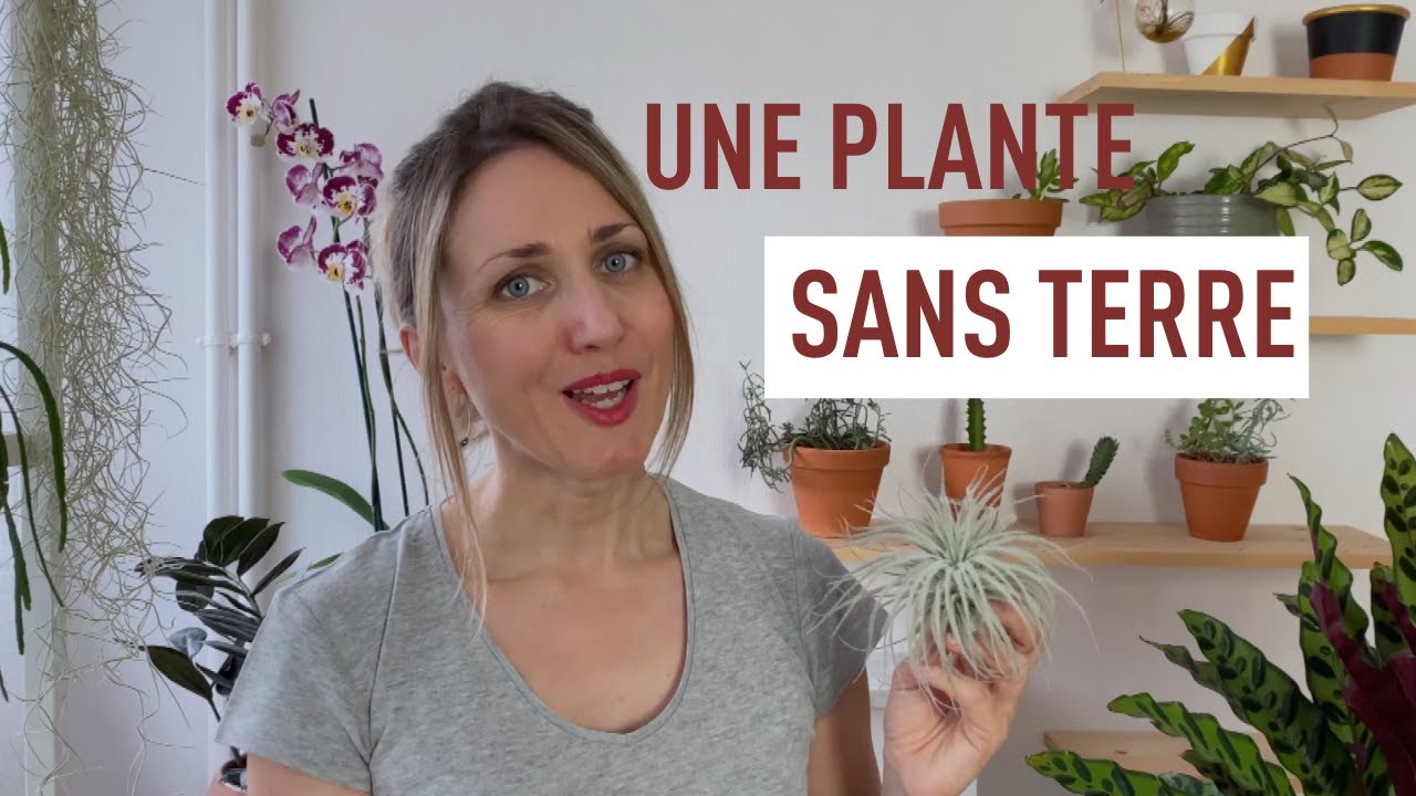 Une Plante Qui Pousse Dans La Terre