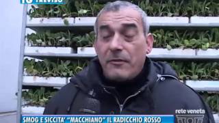 TREVISO TG - 05/02/2016 - SMOG E SICCITA’ “MACCHIANO” IL RADICCHIO ROSSO