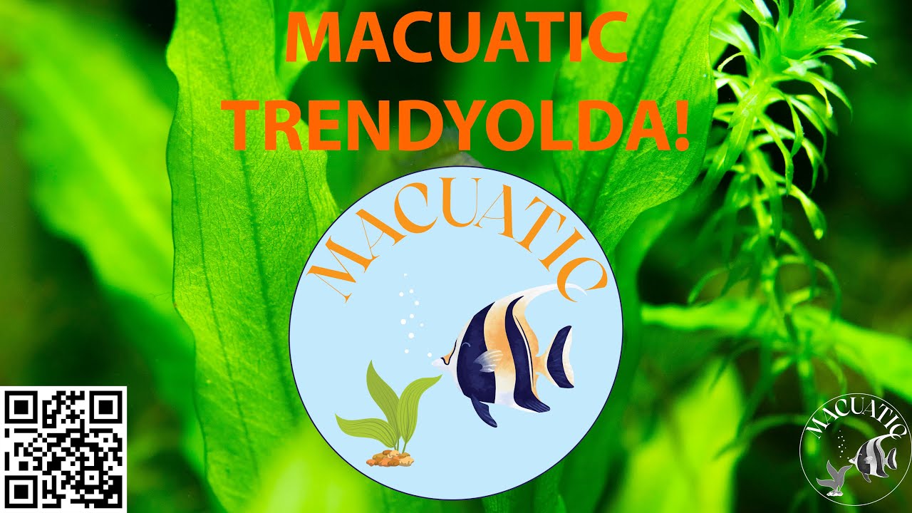 AKVARYUM BALIKLARI NASIL DOĞRU BESLENİR? HANGİ BALIK YEMİNİ ALMALIYIM? MAĞAZA, HEDİYELER VE KUPONLAR