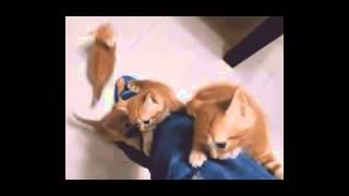 Videos of Cats Doing Funny Things   Version 1   Super Funny Videos of Cats by Funny Cats Vines 1 view 8 years ago 2 minutes, 3 seconds