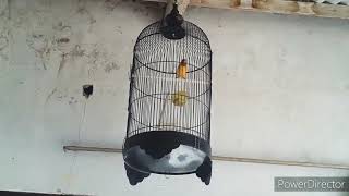 burung kenari cengkok , masteran murai dan cucak ijo