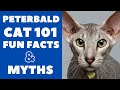 Peterbald Cats 101 : Fun Facts & Myths の動画、YouTube動画。