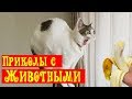 Я Ржал ПолЧаса! 😂 Приколы с животными/ Смешные испуги животных