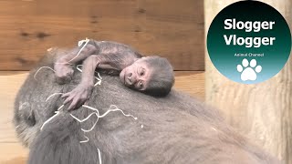 Bristol Zoo Gorilla Kala Rocking Her Week Old Newborn Baby