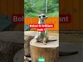 ajib cute zanuwar hai bhai 🤯*मीरकैट*#imformative #facts #newshorts #animals #viral #wildlife #impor