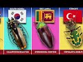 Beetles from Different Countries 