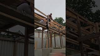 Three Raccoons Explore New Home on Wooden Scaffold
