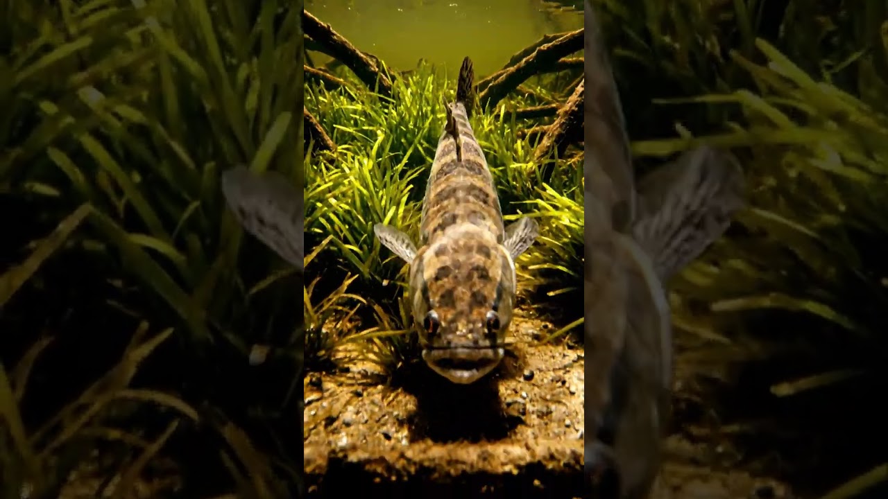 🎣 HUGE Fish CAUGHT in Tiny Countryside?! 😱 You Won't Believe This! 