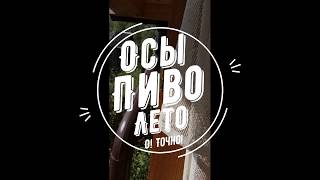 Оса гигант (Лето, пиво)