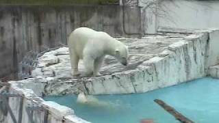 ララに向かってダイブするキロル~Polar Bear Diving