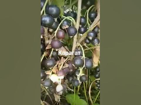 Карагат 5Август - YouTube