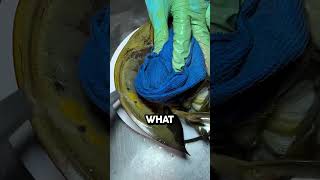 What's Inside A Horseshoe Crab? 🦀