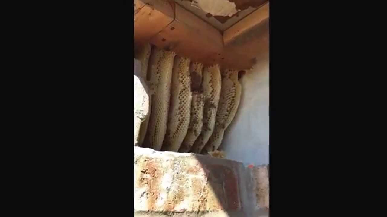 coyotes don edwards Dallas Fort Worth honey bee removal.