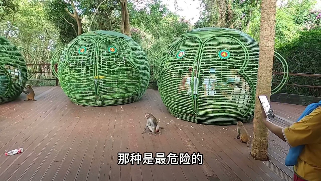 海南陵水南湾猴岛,人类是客人,猴子是主人,可爱的地方