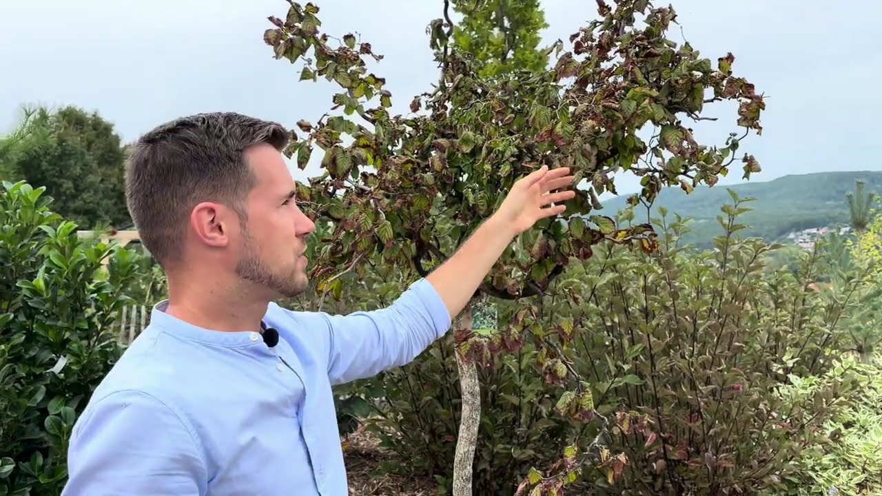 Télkertet terveztem Pilisszentkereszten ❄️🌲