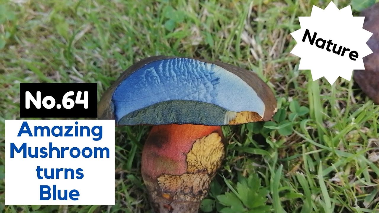 64: Amazing Mushroom that Turns Blue! - YouTube