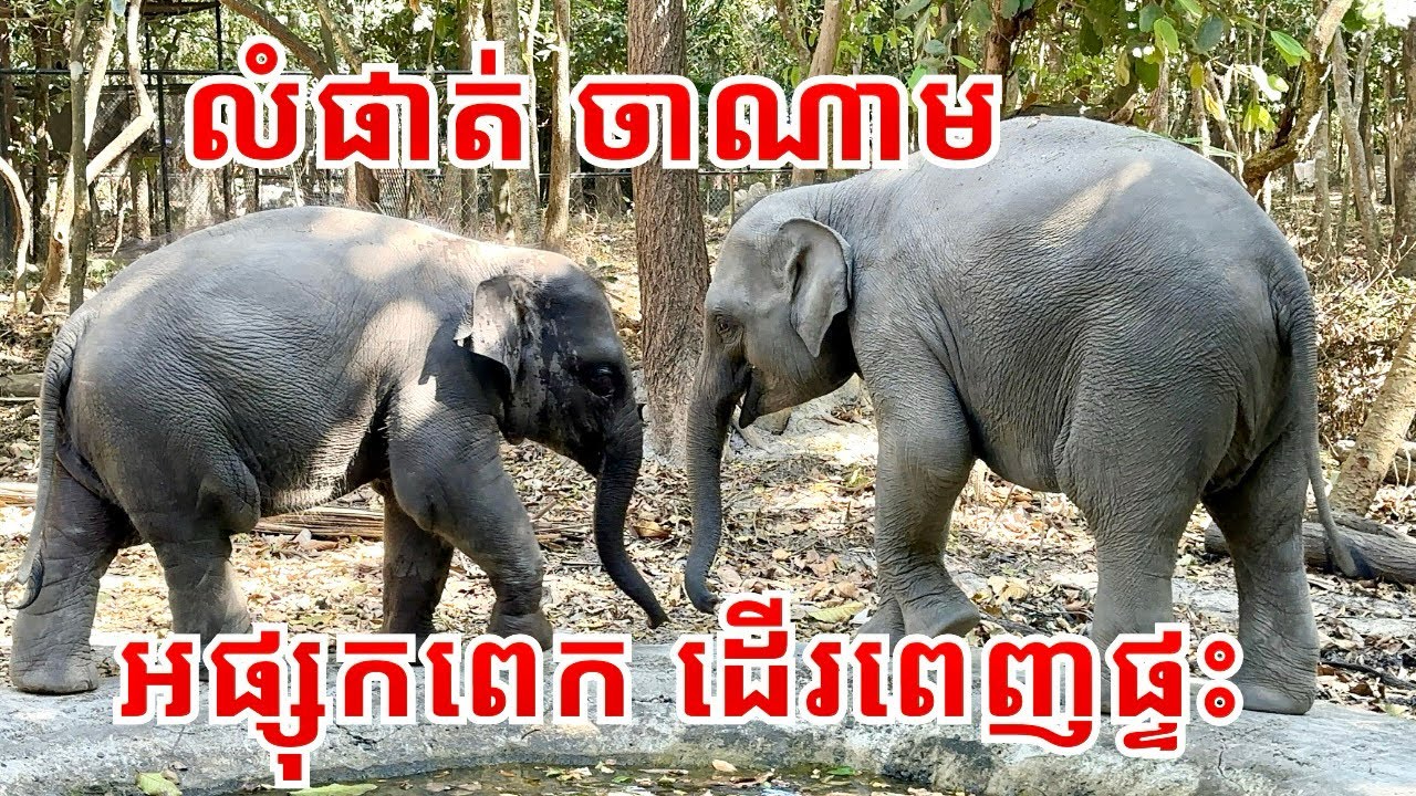 លំផាត់ និងចាណាម Adorable Baby Elephants Lomphat & Chanam Enjoy a Peaceful Walk in Their Home Yard