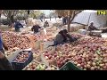 कश्मीर में सेब की बम्पर फसल, लेकिन किसानों में मायूसी