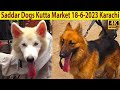Dogs Kutta Market Saddar Karachi 18-6-2023 Karachi German Shepherd American Pit Bull Terrier Dogs