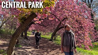 NYC Spring Walking Tour 2022 🌸 Central Park Bridle Path Cherry Blossom to Shakespeare Garden