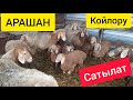 АРАШАН койлорун караңыз👍 ~ Коозулары сатылат