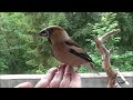 How to tame birds part 3  wie man wilde vgel auf die hand lockt