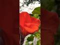 #vaijayanti #flowers #viral #trending #shortvideo