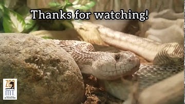 Mesa the Gopher Snake eating a rat