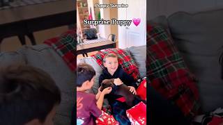 Most emotional puppy surprise for kids#dog #puppy #surpris #wholesome