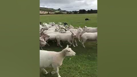 LOT 39 - SAM - 7/2/2024 TIMED INTERNET AUCTION OF WORKING SHEEPDOGS