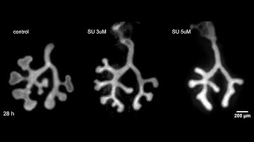 Embryonic mouse lung explants in culture with FGFR inhibitor SU5402
