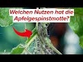 Welchen Nutzen hat die Apfelgespinstmotte?