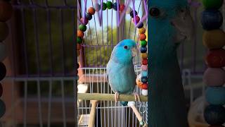 Forpus Papağanı Paşa - Forpus Papağanı Sesi - Kuş Sesi