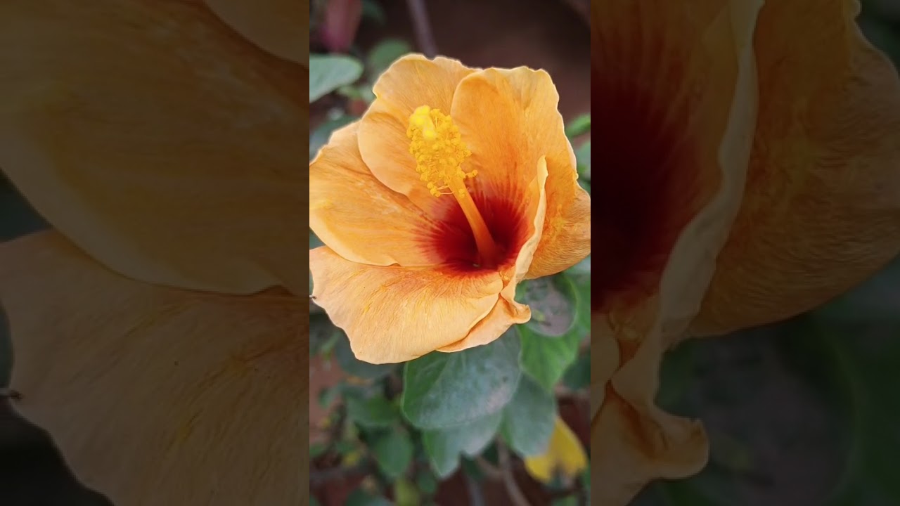 flower 🌹🌺 shop at flatform 