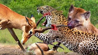 Fight Impala vs Leopard Impala Miraculously Escapes Jaws Of Leopard The Hunt