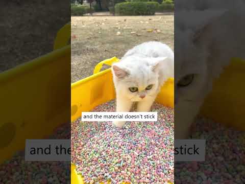 वीडियो: कूल किकस्टाटर मनुष्य को बिल्लियों के लिए बेकार बनाता है