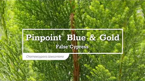 30 Seconds with Pinpoint® Blue & Gold False Cypress - DayDayNews