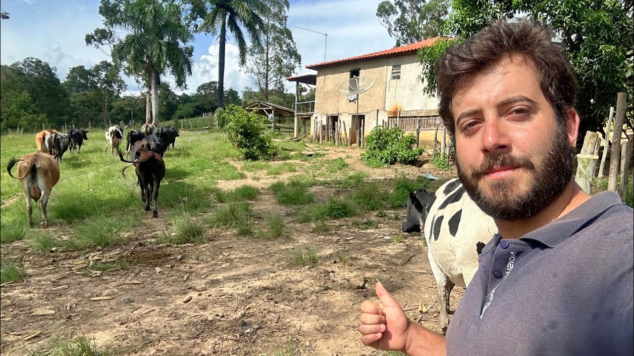 Dia de muito trabalho no sítio do seu João que está a venda de porteira fechada 150 L dia 