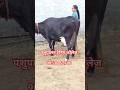 ai institute | artificial Insemination training | cow buffalo training | ai |