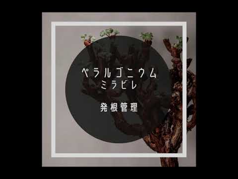 S*z様 520発根済み早い者勝ち！ ベアルート株　ペラルゴニウム ミラビレ fit=scale-down,w=1200