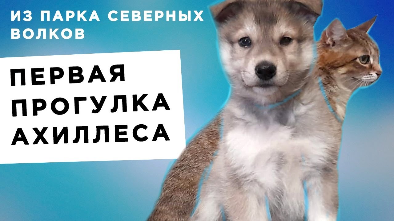 Тесла бой прогулка