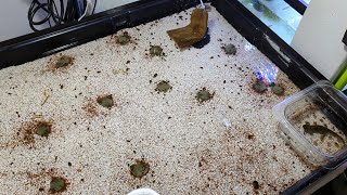 How to Culture Live Blackworms Like a Pro! Live Food for Newts, Axolotls, Corydoras Bottom Feeders