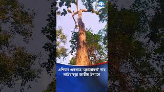 লউযছডয এশযর একমতর কলরফরম গছ