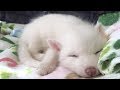 犬でも猫でもない！ぬいぐるみのような可愛すぎるこの動物の赤ちゃんの正体は？…