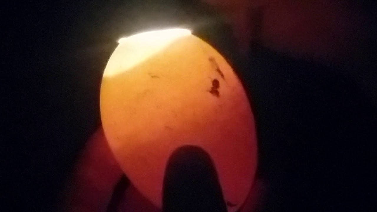 Candling Rouen duck eggs at 13 days of incubation YouTube