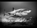 Helson Shark Diver 42