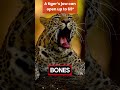 Why Tigers Have The Weirdest Jaws