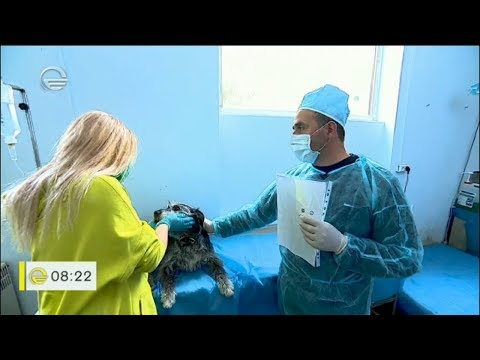 ცუფიკოს და ზღარბიტოს ისტორიის ბედნიერი დასასრული